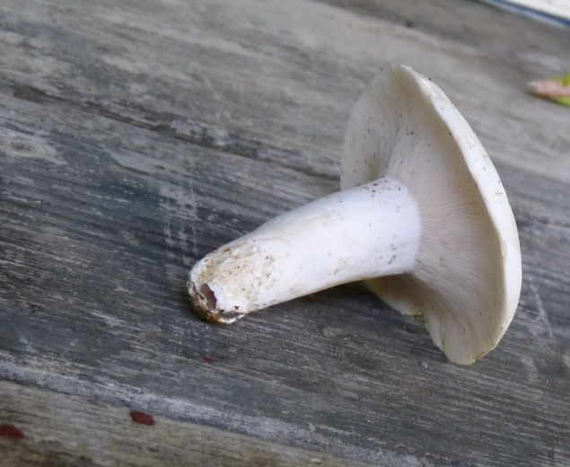 P1010133 Stiel+Hut 635.JPG