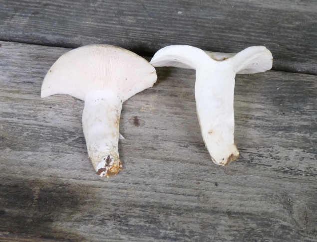 P1010135 Schnitt 635 .JPG