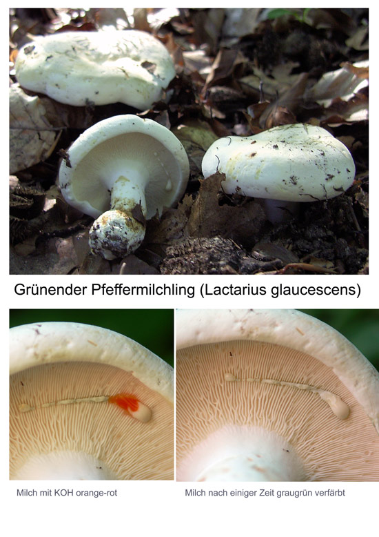 Lactarius_glaucescens_1.jpg