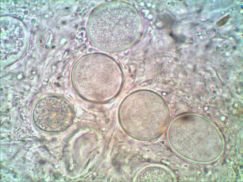 Dungteuerling 1000 02.jpg