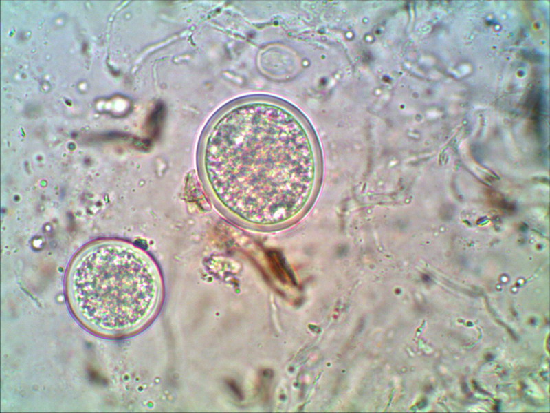 Dungteuerling 1000 01.jpg