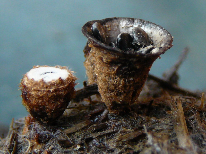 010710 Gernrode 08.jpg