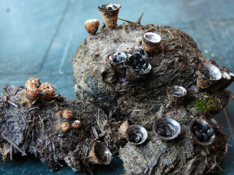 010710 Gernrode 07.jpg