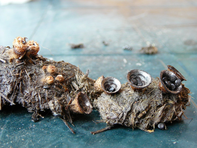 010710 Gernrode 06.jpg