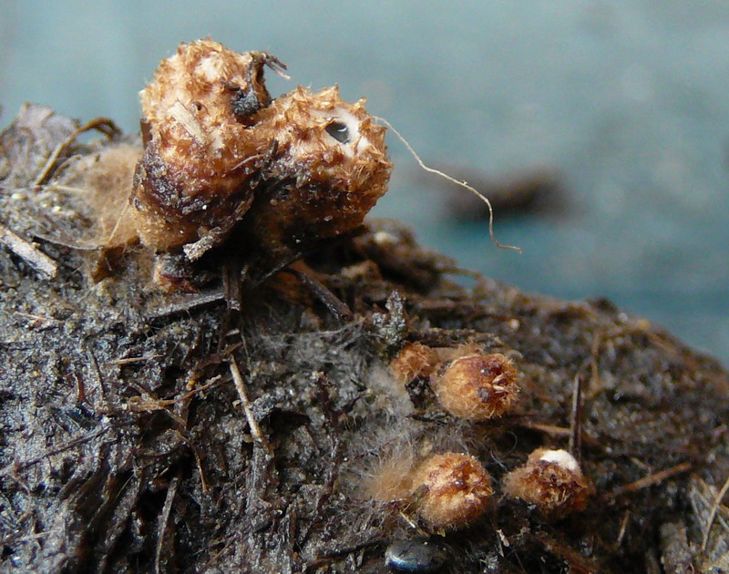 010710 Gernrode 05.jpg