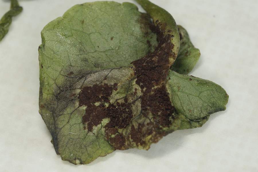 6. 2009-04-25 #3606-w Rostpilz Uromyces ficariae an Scharbockskraut Blattunterseite.jpg