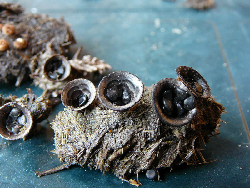 010710 Gernrode 03.jpg