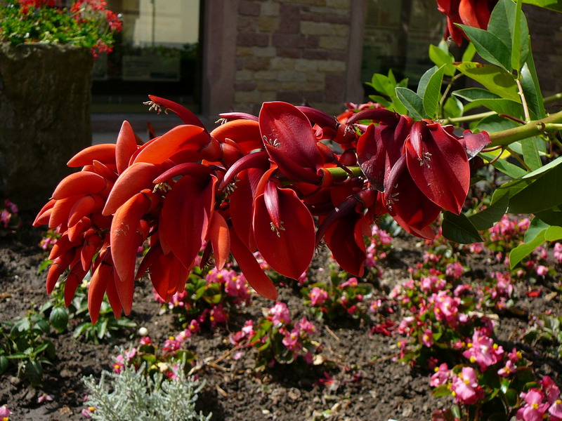 eine unbekannte schöne Pflanze in Speyer. Kann sie jemand nennen?