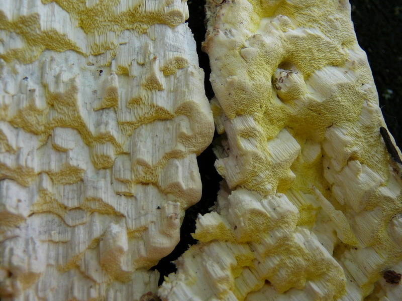 Antrodia xantha Gelbe Braunfäuletramete, persönlicher Erstfund