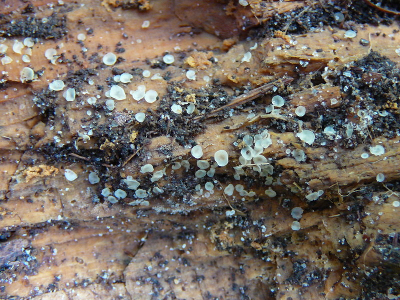 ein nicht untersuchter Ascomycet auf Pinus