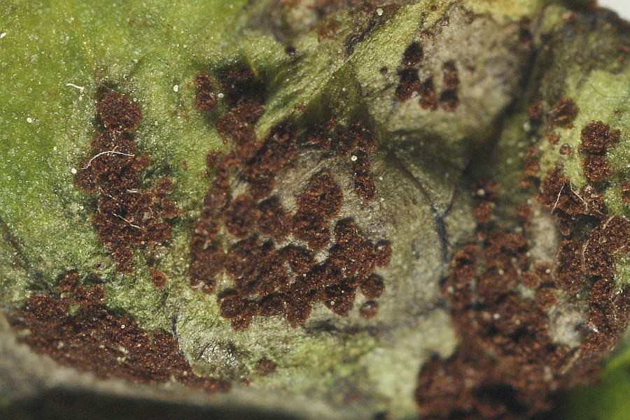 5. 2009-04-25 #3594-w2 Rostpilz Uromyces ficariae an Scharbockskraut.jpg