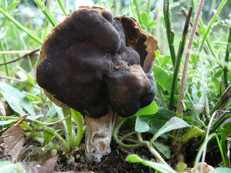 Helvella lacunosa Grubenlorchel, auf einer alten Brandstelle