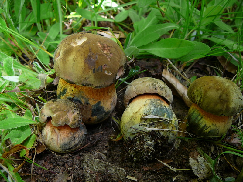 Boletus luridus, Johanniskreuz