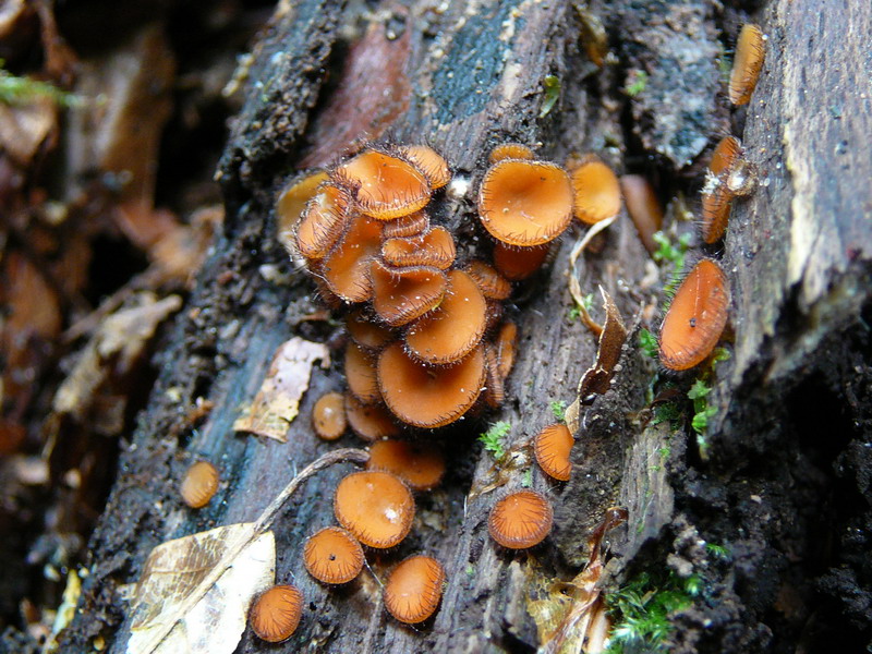 Scutellinia spec. auf Fagus, vermutlich der Holz-Schildborstling