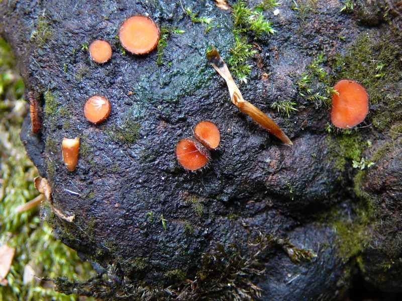Scutellinia spec. auf Fomes, noch nicht untersucht