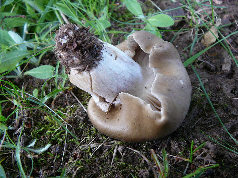 Entoloma spec. im Schlosspark Trippstadt, die Art konnte nicht bestimmt werden, aber mit typischen Rötlingsporen