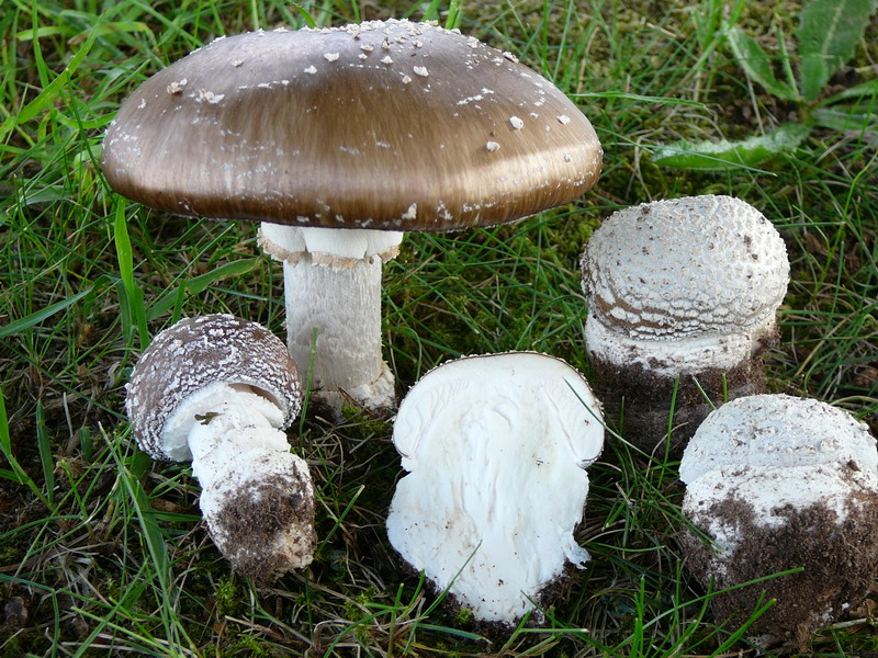 Amanita pantherina Pantherpilz