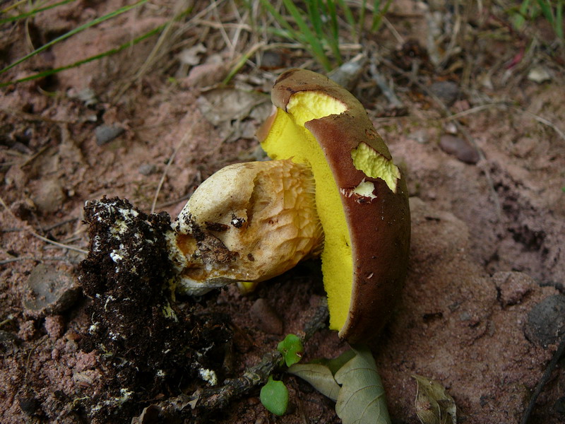 Xerocomus lanatas cf. Wolliger Filzröhrling