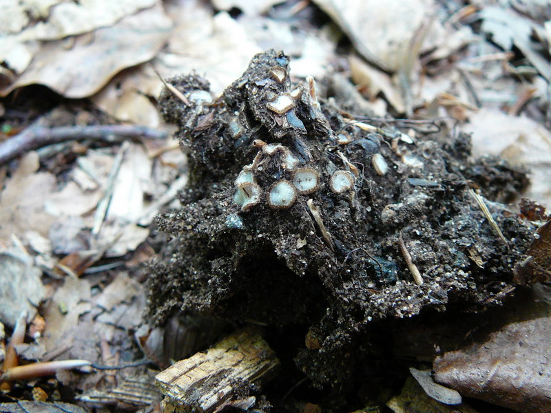 Trichophaea gregaria  Geselliger Borstling