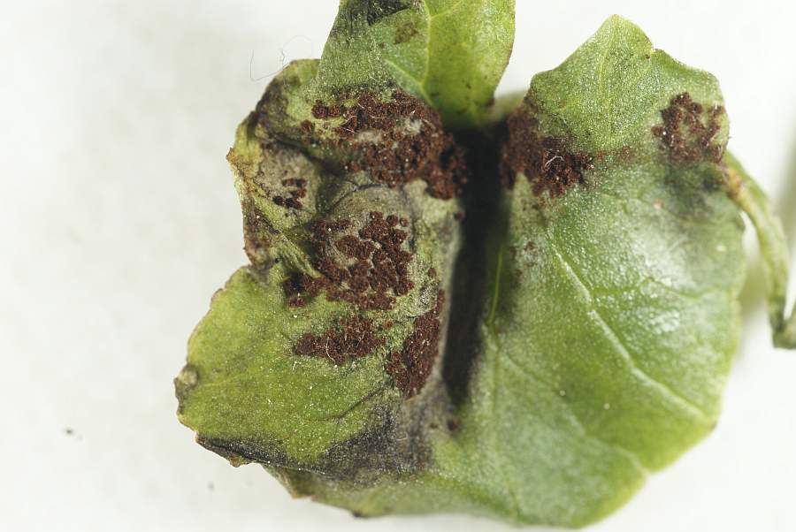 4. 2009-04-25 #3594-w1 Rostpilz Uromyces ficariae an Scharbockskraut.jpg