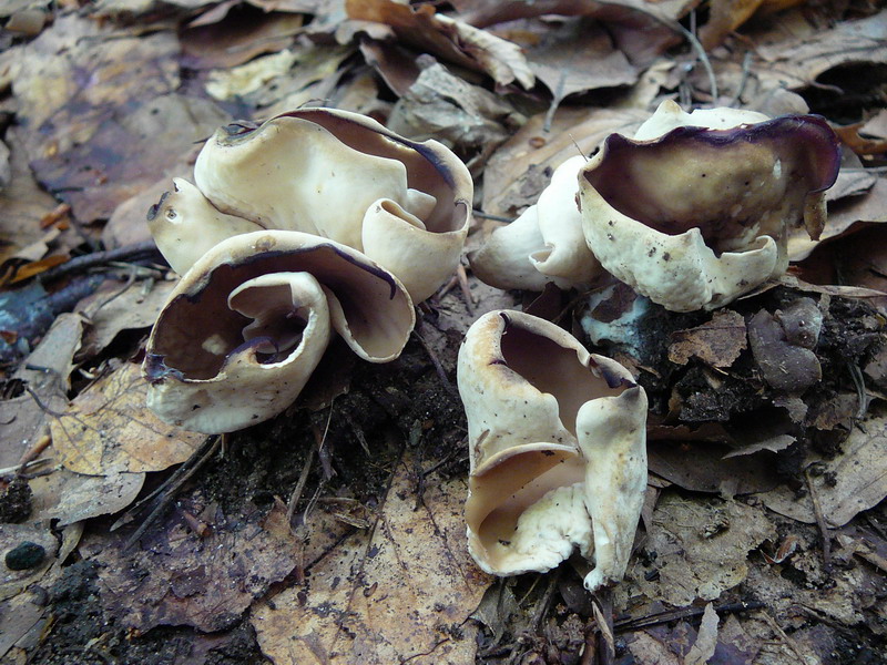 Otidea alutacea  Lederbrauner Öhrling