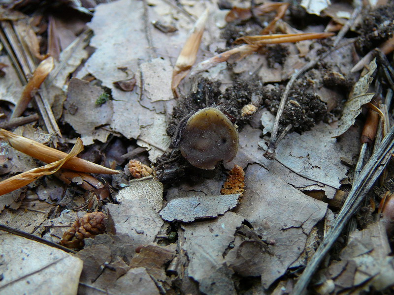 Peziza spec. wegen Hitzschäden war er nicht mehr bestimmbar