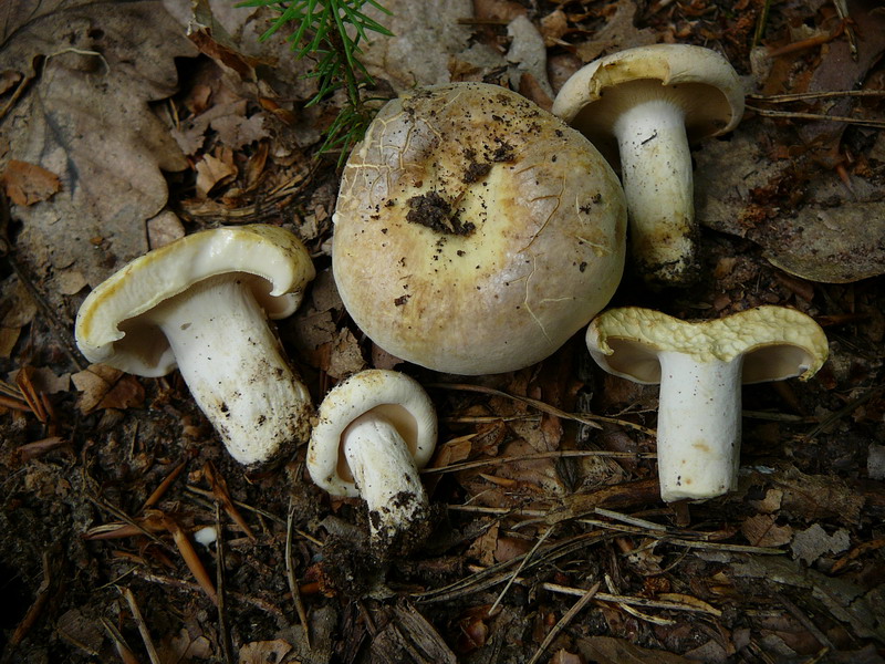 Lactarius pargamentus Grünender Pfeffermilchling, mit positiver KOH Reaktion