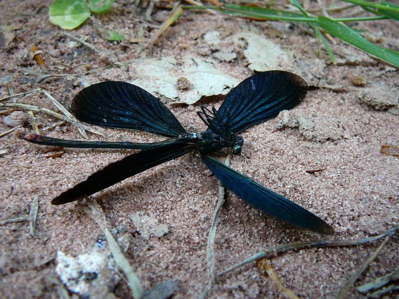 eine unbekannte Libellenart