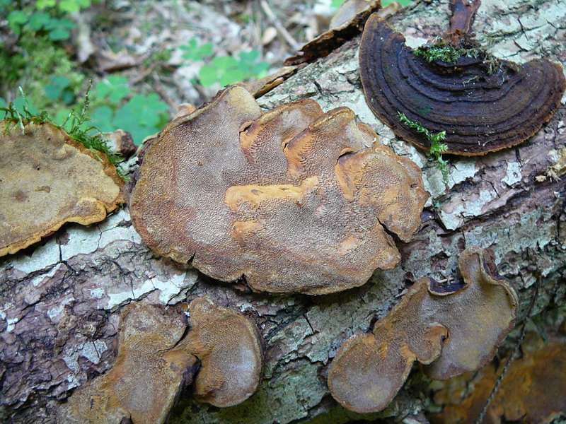 Phellinus conchatus Muschelförmiger Feuerschwamm an Salix