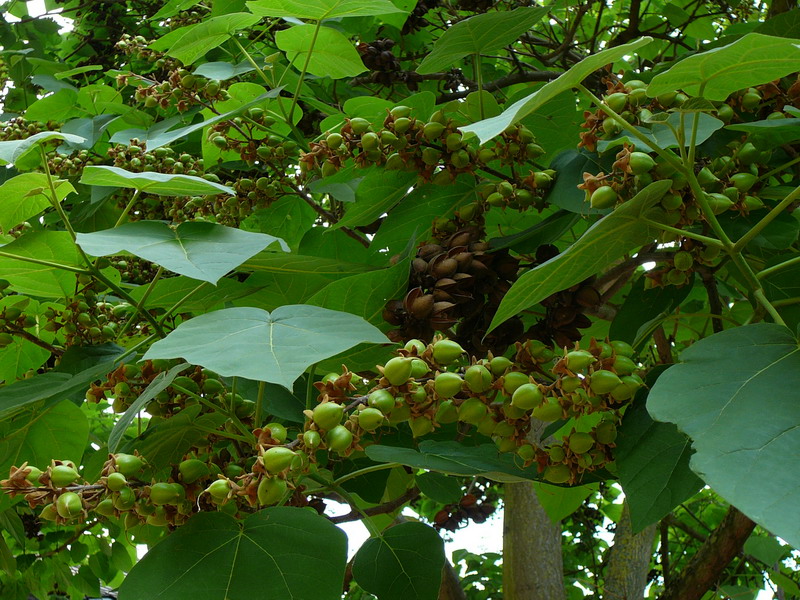 ein unbekannter Baum in Heidelberg, der mich besonders interessiert