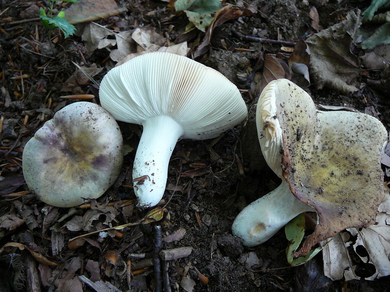 Russula spec. aus der Gruppe Griseae