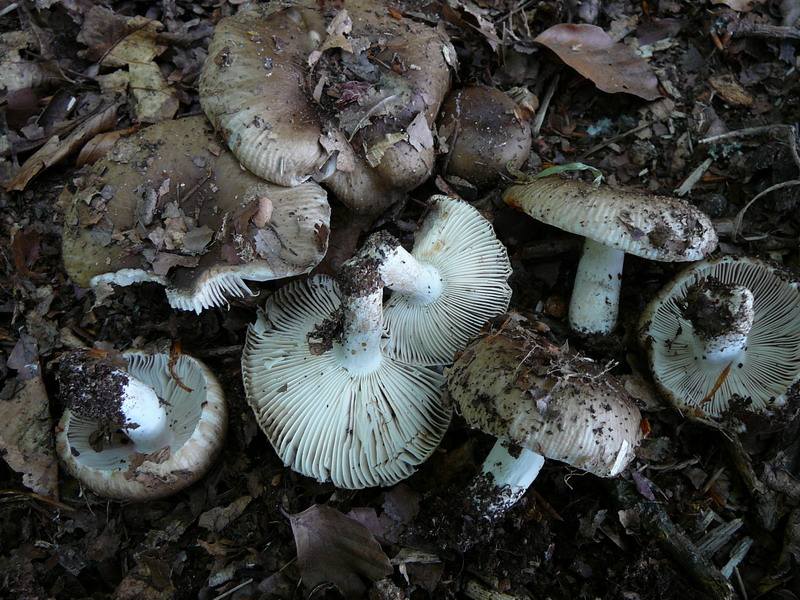 Russula amoenolens Camembert-Täubling