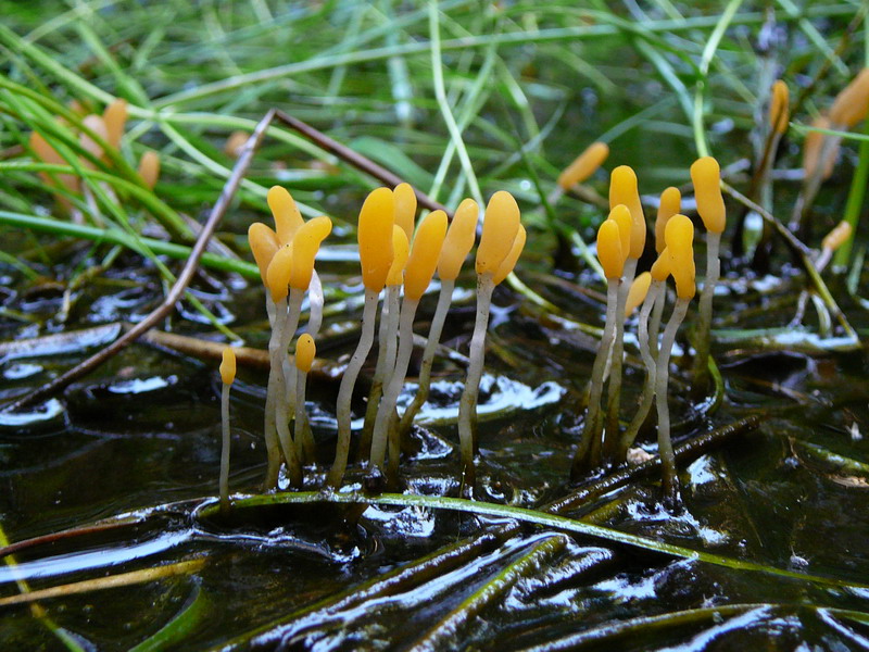 Mitrula paludosa Sumpfhaubenpilz