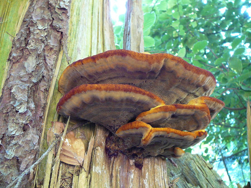 Phaeolus schweinitzii Kiefernbraunporling