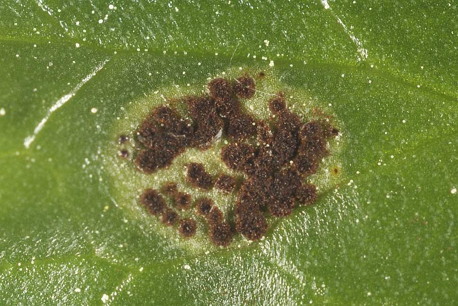 3. 2009-04-25 #3587-w Rostpilz Uromyces ficariae Scharbockskraut.jpg