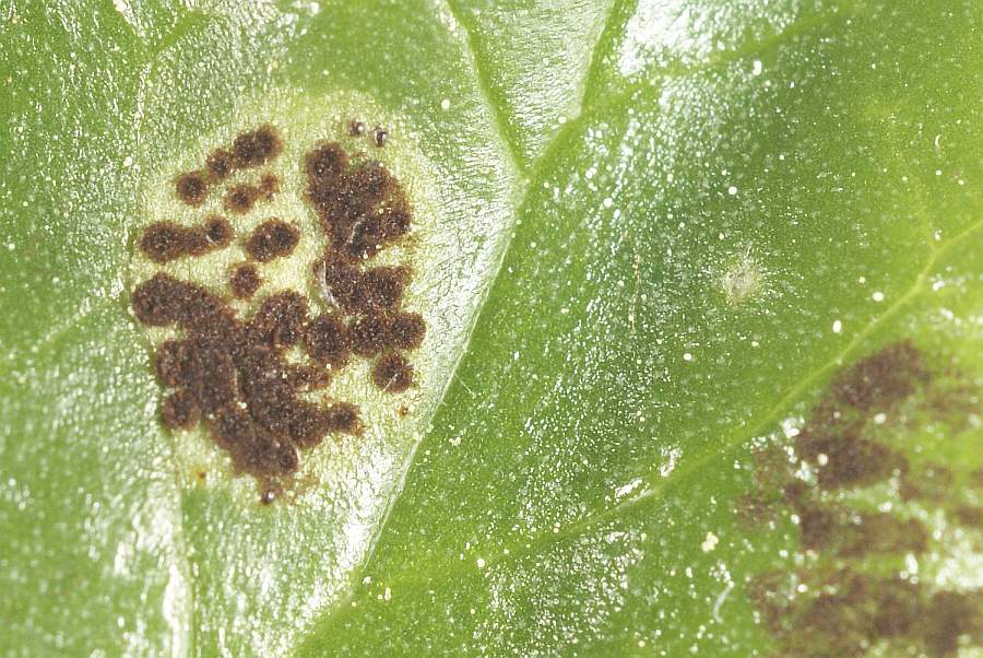 2. 2009-04-25 #3599-w Rostpilz Uromyces ficariae an Scharbockskraut.jpg