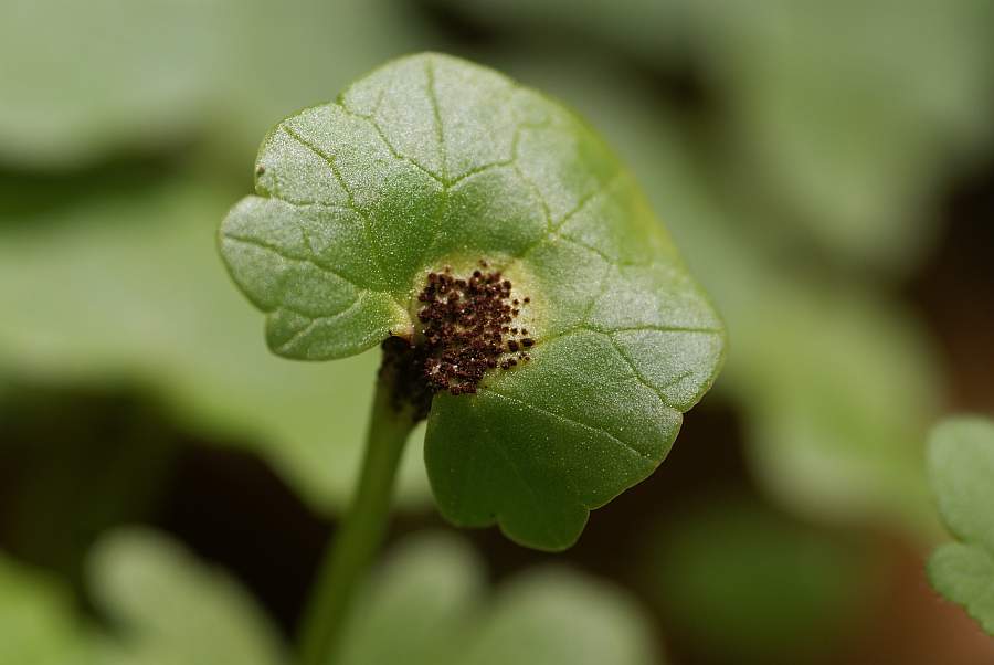 1. 2009-04-25 #3557-w Rostpilz an Scharbockskraut.jpg