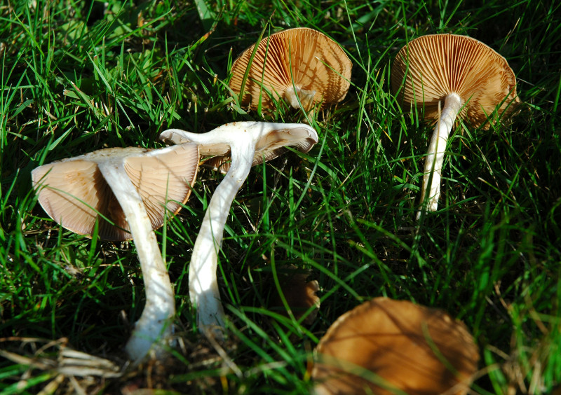 DSC_3128 scal 800.JPG