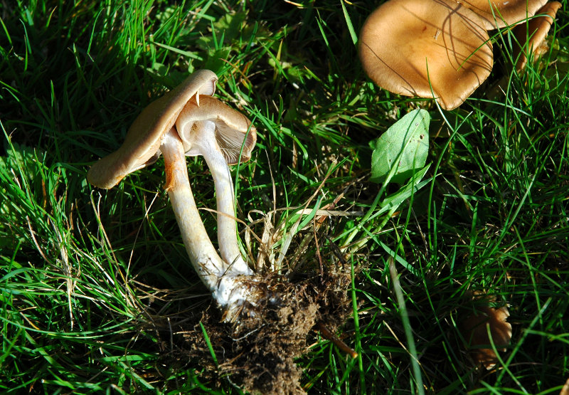 DSC_3127 scal 800 .JPG