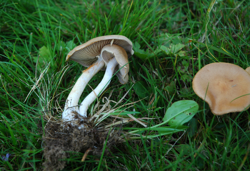 DSC_3126 scal 800 .JPG