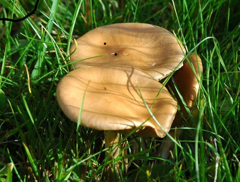 DSC_3124 scal 800 .JPG