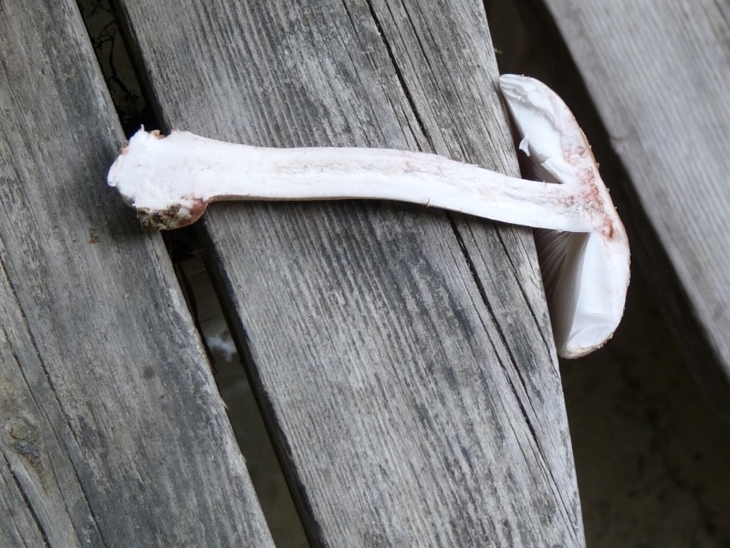 P1010291 Pilz scal 800 .JPG