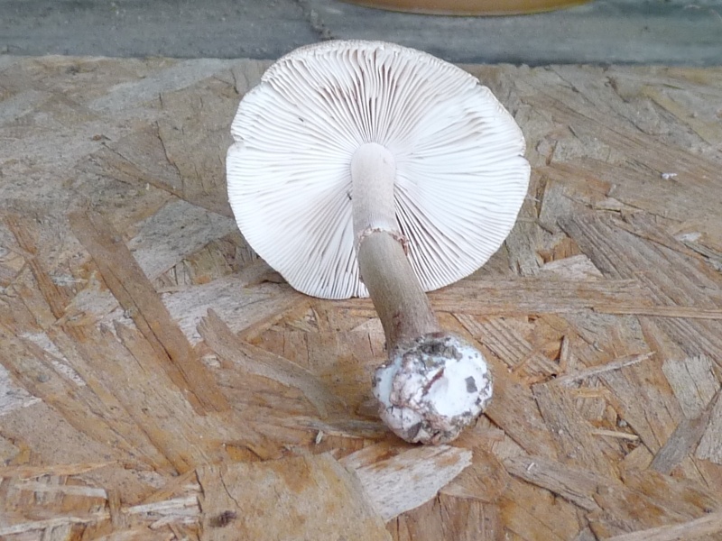 P1010288 Pilz scal 800 .JPG