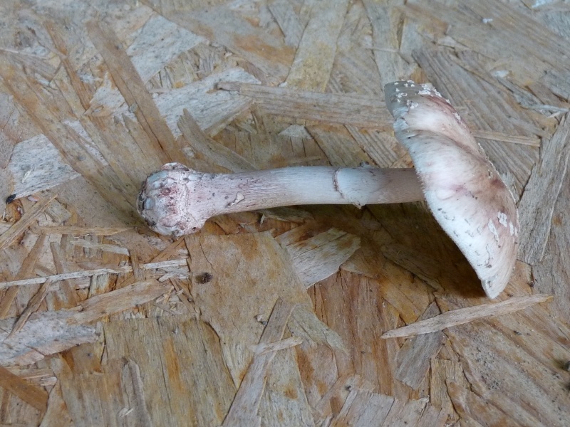 P1010287 Pilz scal 800 .JPG