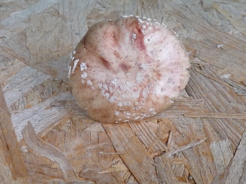 P1010286Pilz scal 800.JPG