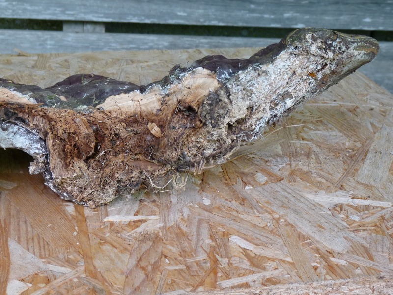 P1010229 Ganoderma 800 .JPG