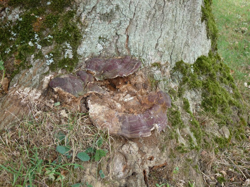 P1010224. Ganoderma 800 .JPG