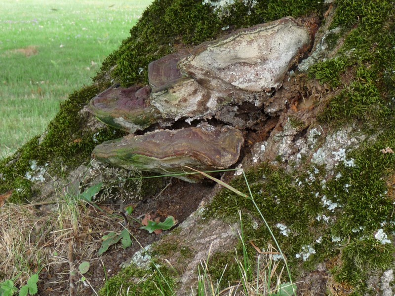 P1010223 Ganoderma 800 .JPG