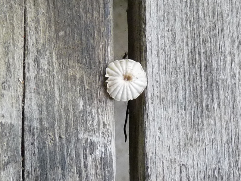 P1010311 Minipilz 4 .JPG