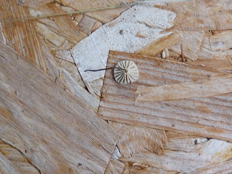 P1010308 Minipilz 3 .JPG